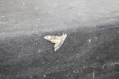 Agrius godarti