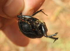 Scarabaeus rusticus