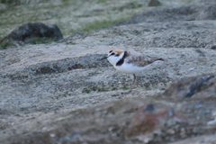 Charadrius peronii