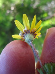 Ursinia trifida