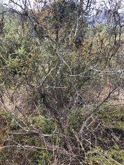 Passerina obtusifolia