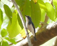 Ficedula superciliaris