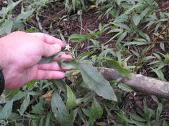 Solanum pseudocapsicum