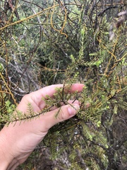 Passerina obtusifolia