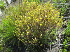 Ursinia trifida