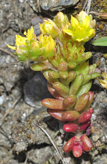 Sedum annuum