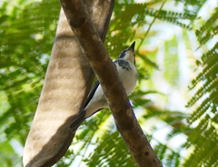 Ficedula superciliaris