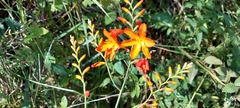 Crocosmia × crocosmiiflora