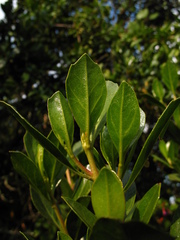 Baccharis macrantha