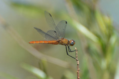 Planiplax erythropyga