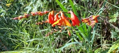 Crocosmia × crocosmiiflora