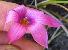 Romulea cruciata