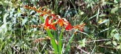 Crocosmia × crocosmiiflora