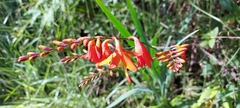 Crocosmia × crocosmiiflora