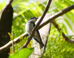 Ficedula superciliaris
