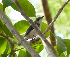 Ficedula superciliaris