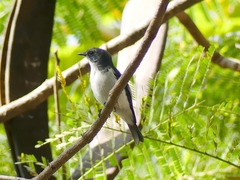 Ficedula superciliaris
