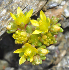 Sedum annuum