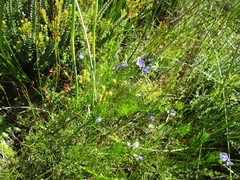 Psoralea azuroides