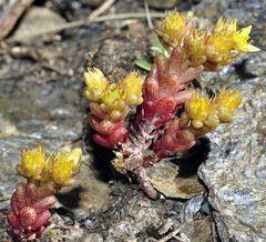 Sedum annuum