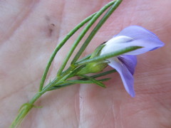 Psoralea azuroides