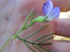Psoralea azuroides