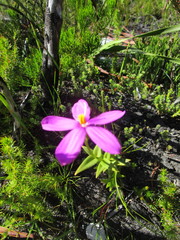 Chironia melampyrifolia