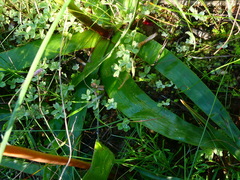 Trachyandra muricata