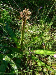 Trachyandra muricata
