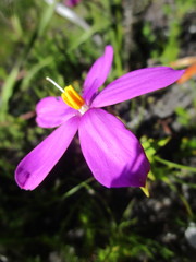 Chironia melampyrifolia
