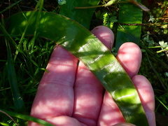 Trachyandra muricata