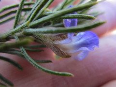 Psoralea speciosa