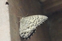 Neope goschkevitschii