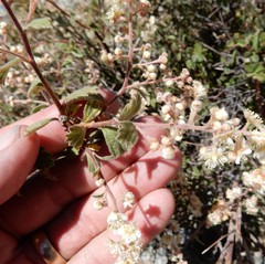 Holodiscus discolor microphyllus