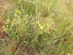 Sphedamnocarpus pruriens pruriens