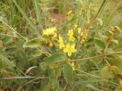 Sphedamnocarpus pruriens pruriens