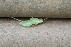 Hexacentrus hareyamai