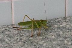 Tettigonia orientalis