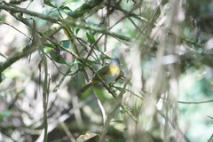Chlorospingus canigularis