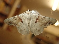 Aeolochroma quadrilinea