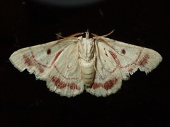 Aeolochroma quadrilinea