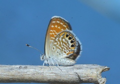 Brephidium exilis isophthalma