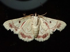 Aeolochroma quadrilinea