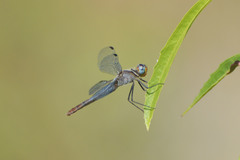 Planiplax erythropyga