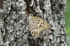 Neope goschkevitschii