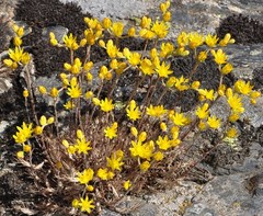 Petrosedum amplexicaule