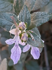 Teucrium fruticans