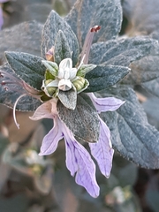 Teucrium fruticans