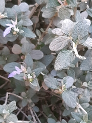 Teucrium fruticans