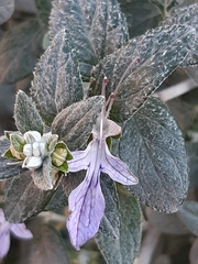 Teucrium fruticans